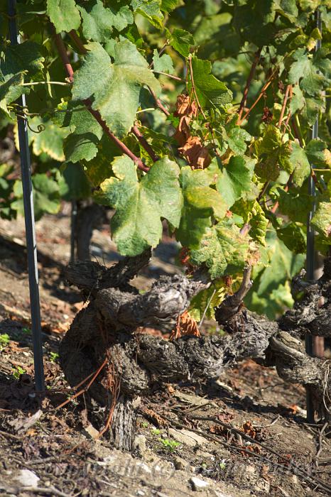 Old vines, Vineyard near Fully IMGP3464.jpg